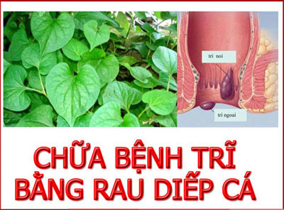 Chữa bệnh trĩ nội bằng rau diếp cá