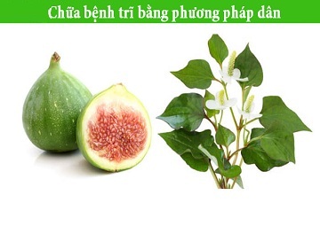 Chữa và điều trị bệnh trĩ bằng phương pháp dân gian