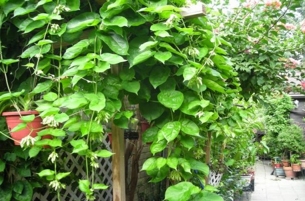 Cách chữa và điều trị bệnh trĩ bằng lá thiên lí