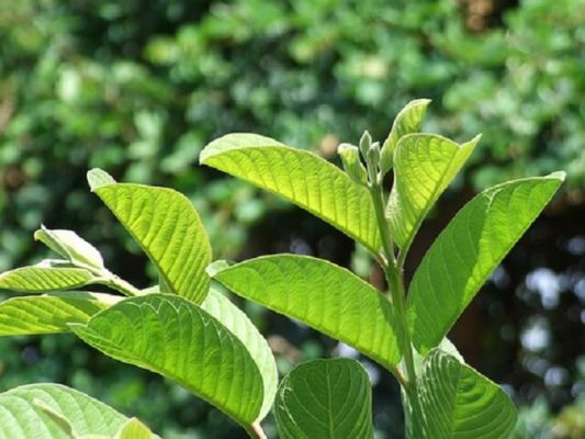 Lá ổi non thích hợp trong việc hỗ trợ chữa và điều trị bệnh trĩ ngoại