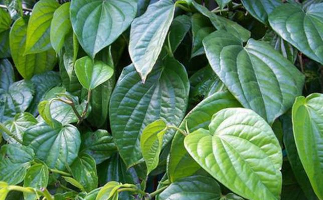 Cách chữa và điều trị bệnh trĩ bằng lá trầu không