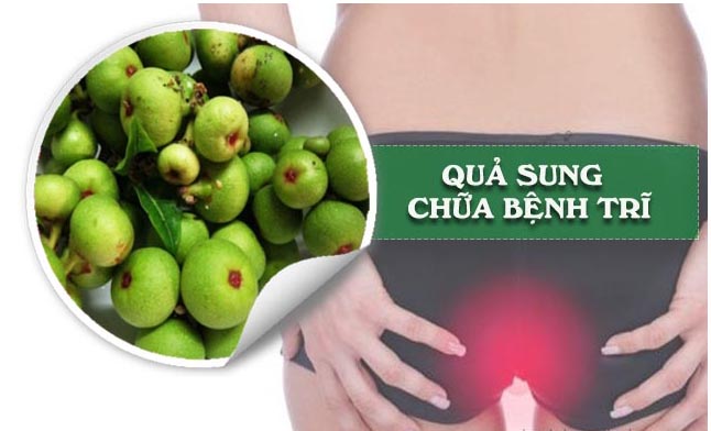 Quả sung điều trị bệnh trĩ nhẹ hiệu quả